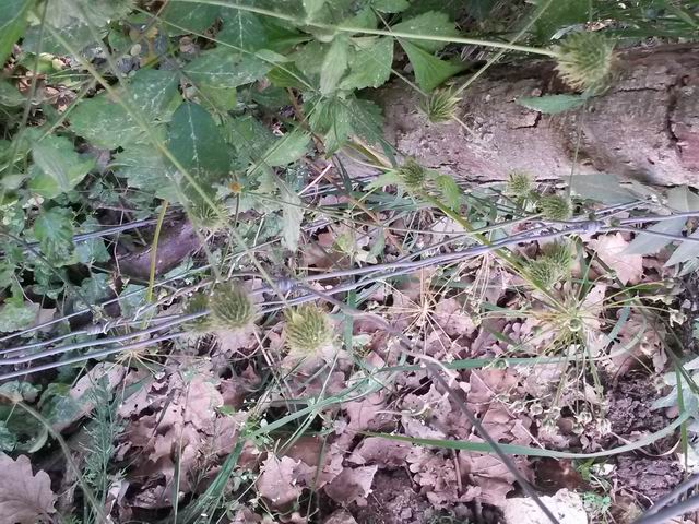 Geum urbanum  (Rosaceae)